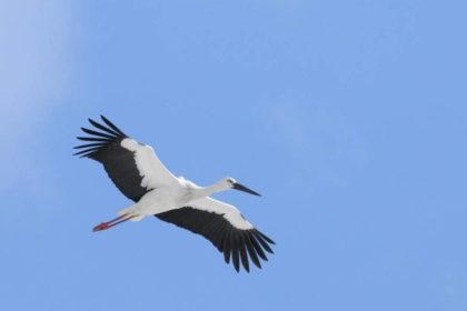 サントリーの愛鳥活動のページでコウノトリ野生復帰事業の取り組みが紹介されました。