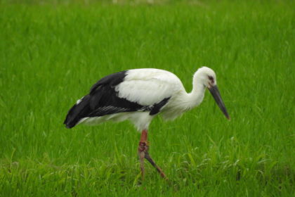 国内の野外コウノトリが200羽に到達